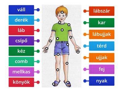 Angol arc részei feliratozott ábra