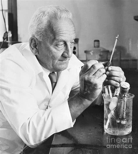 Szent-Györgyi Albert portréja Cambridge-ben