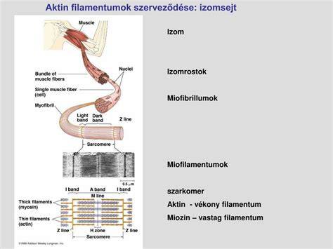 Intermedier filamentumok és mitokondriumok