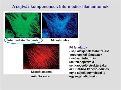 Sejtkapcsoló struktúrák és intermedier filamentumok