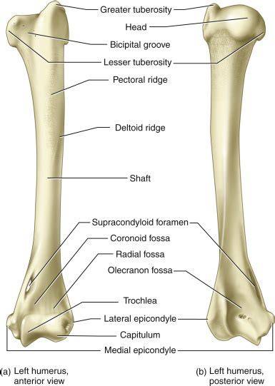 humerus anatómiai ábrája felkarcsont