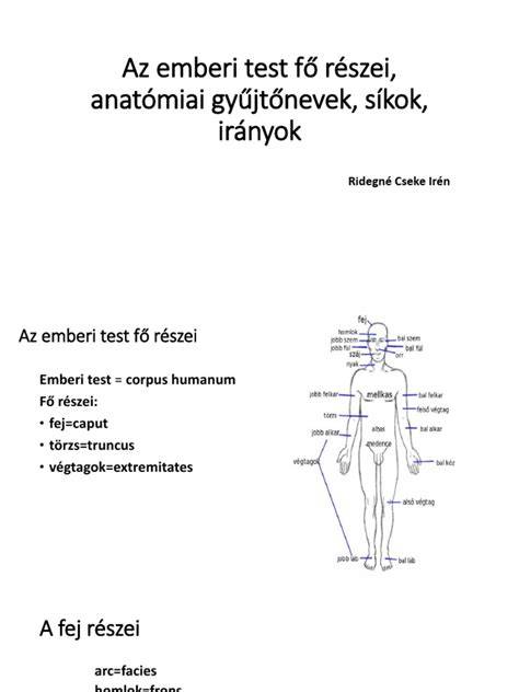 Az emberi test fő részei német feliratokkal
