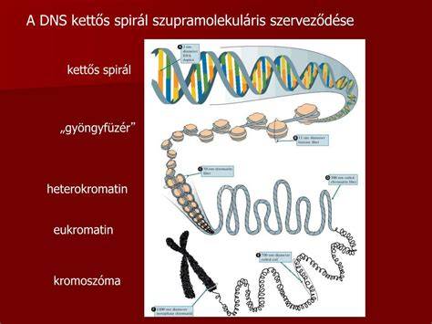 DNS kettős spirál és génműködés
