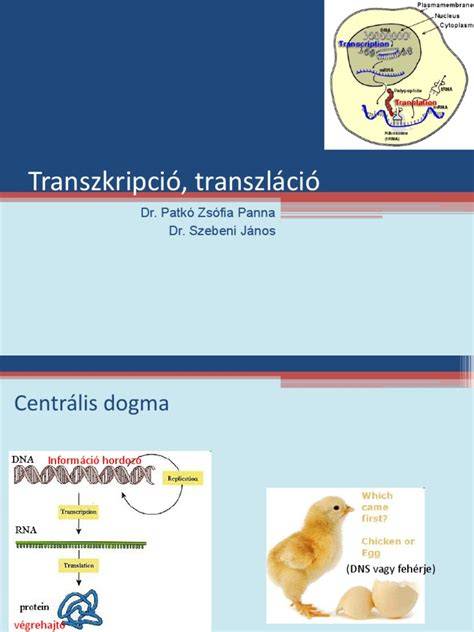 Transzkripció és transzláció folyamatábra